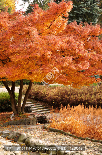 公園的秋天