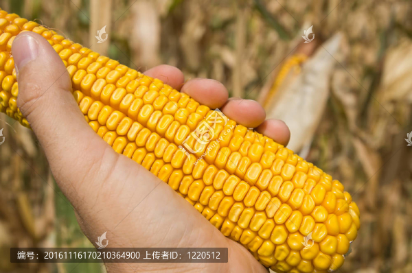 玉米在手