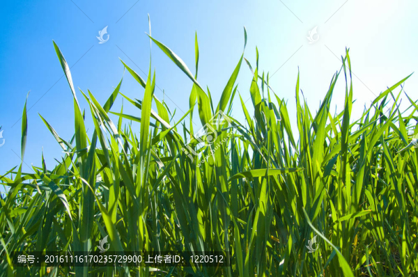 陽光下的青草