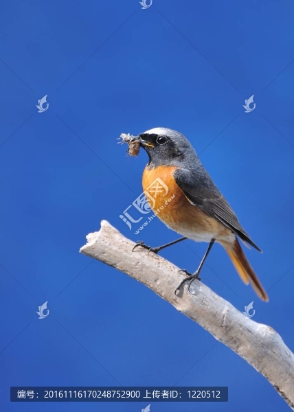 Redstart。