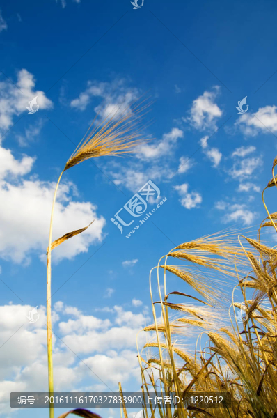 帶藍(lán)色天空的小麥