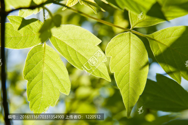美麗的綠色的葉子