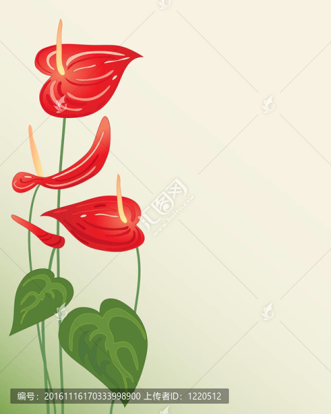 紅掌