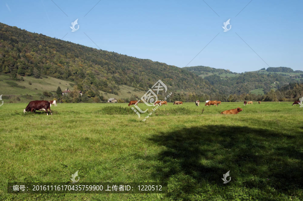 農(nóng)村景觀與奶牛