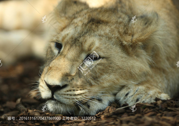 亞洲獅