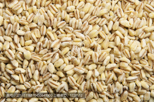 預(yù)熟小麥籽粒