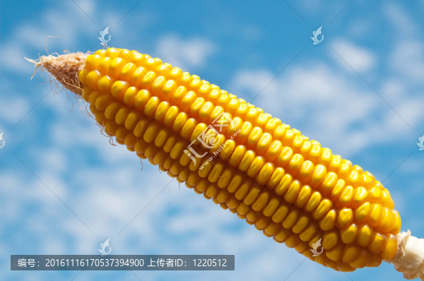 多云天空下熟玉米