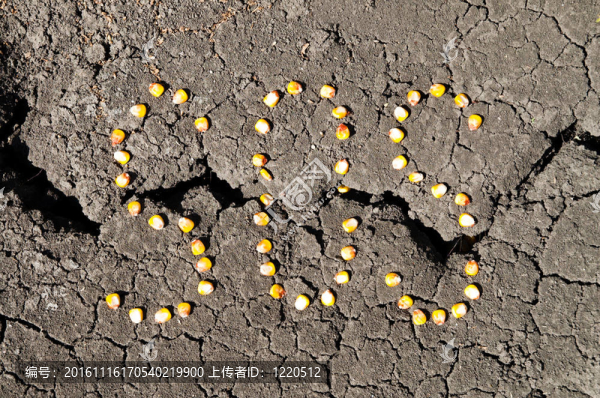 字SOS從玉米粒在龜裂的土地