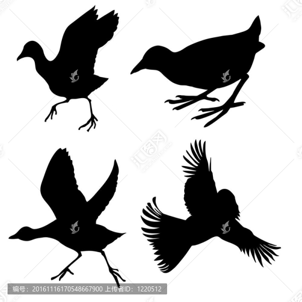 白壩上的鳥的剪影