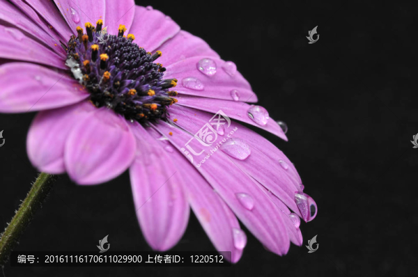 Osteospermum,Fruticosum。