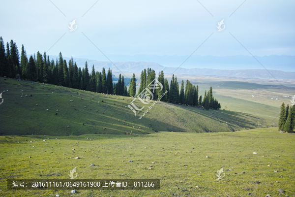 草原松林
