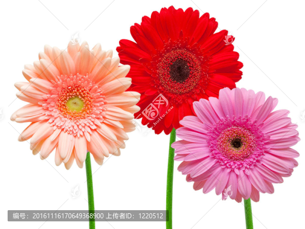 Gerber的花