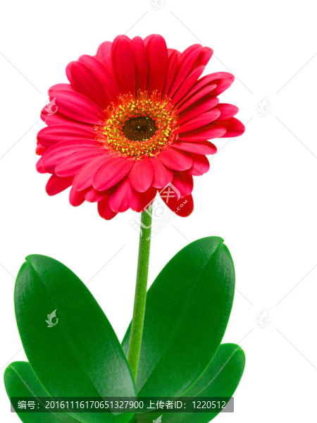 Gerber的花