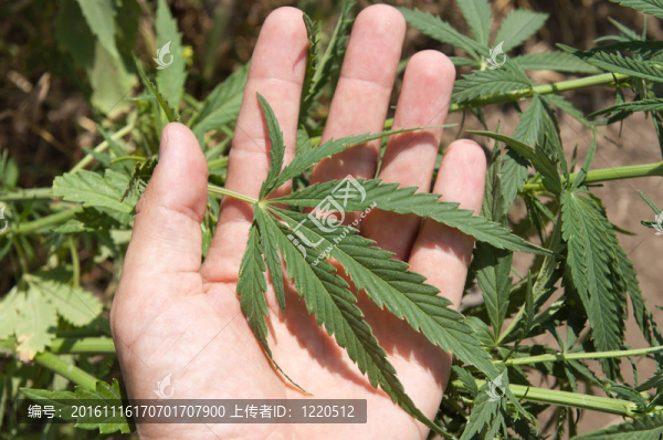 大麻大麻的一只手