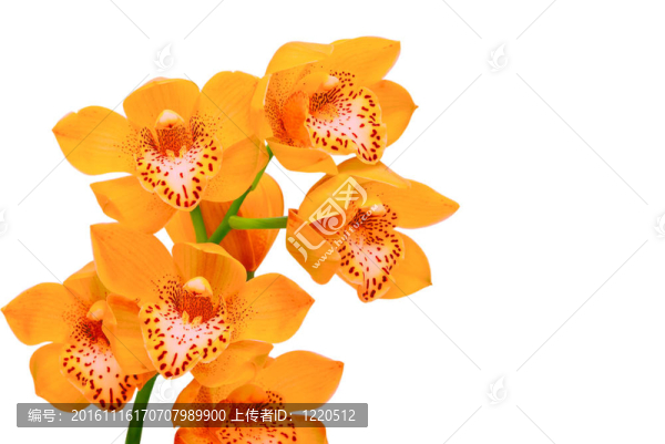 蘭花