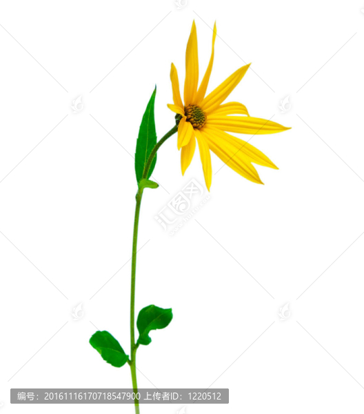 黃色的花