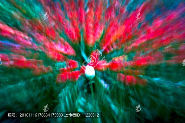 在表現(xiàn)主義極端放大的光花園郁金香