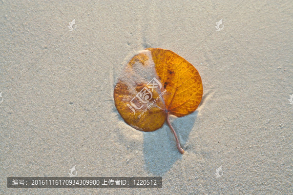 在白色沙灘上的葉子