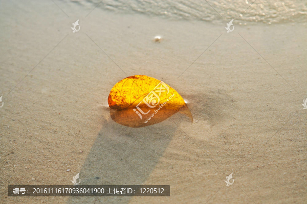 在白色沙灘上的葉子