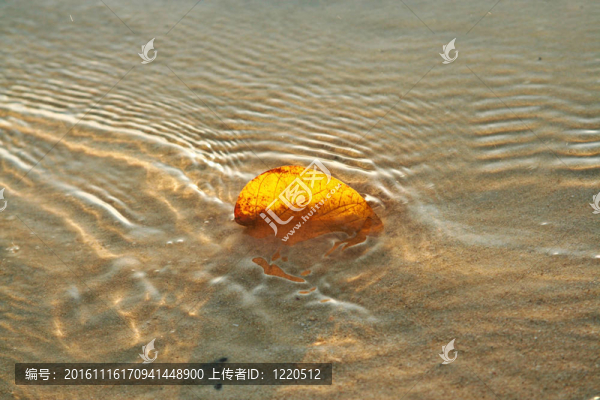 在白色沙灘上的葉子