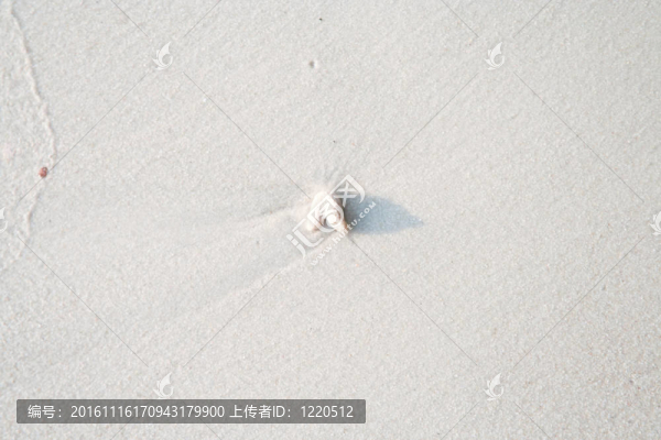 貝殼在沙灘上的白色海灘