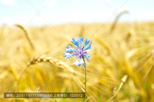 在藍(lán)色的矢車菊