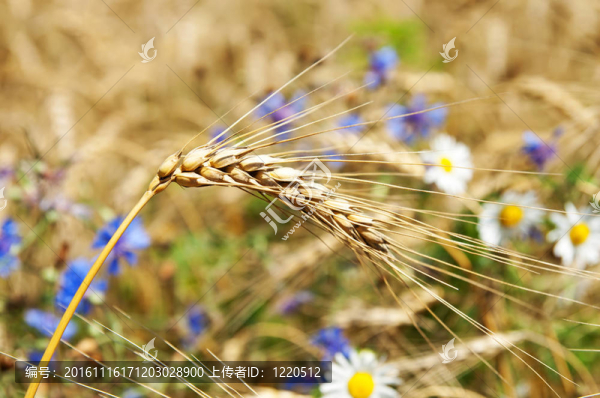 花穗小麥