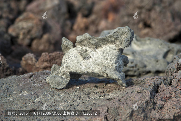 海灘形成的火山石