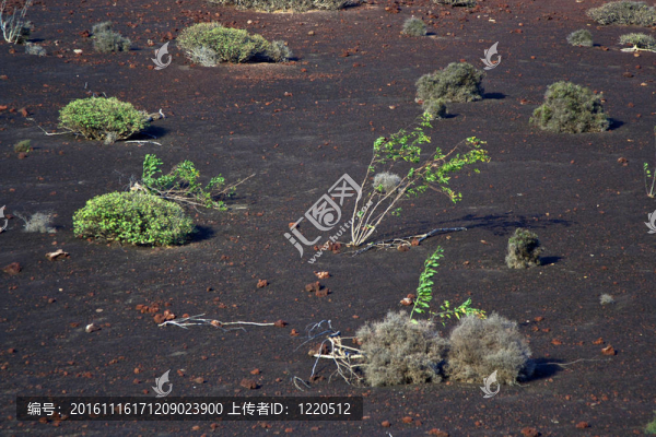 火山區(qū)植被