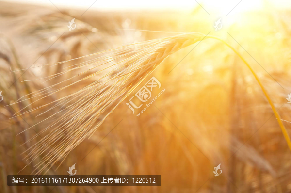 小麥太陽的耳朵