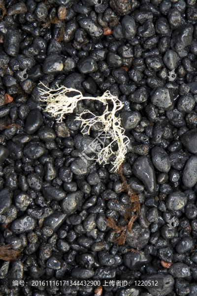 美麗的結(jié)構(gòu)與海洋植物在火山黑海灘