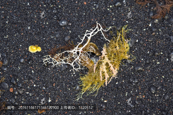 美麗的結構與海洋植物在火山黑海灘