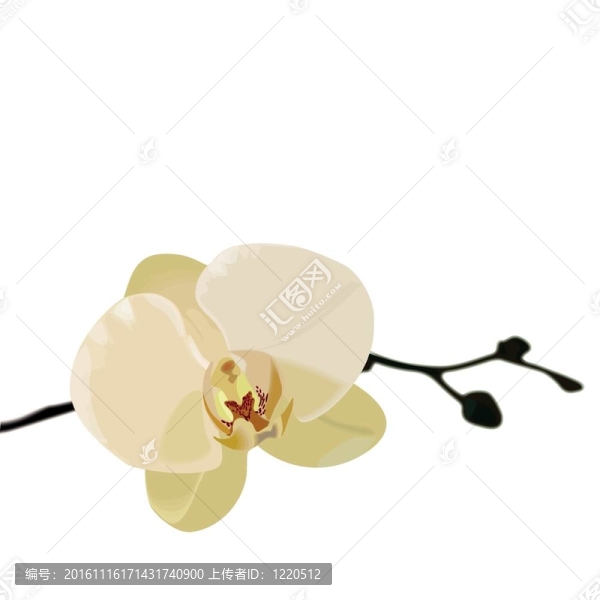 蘭花