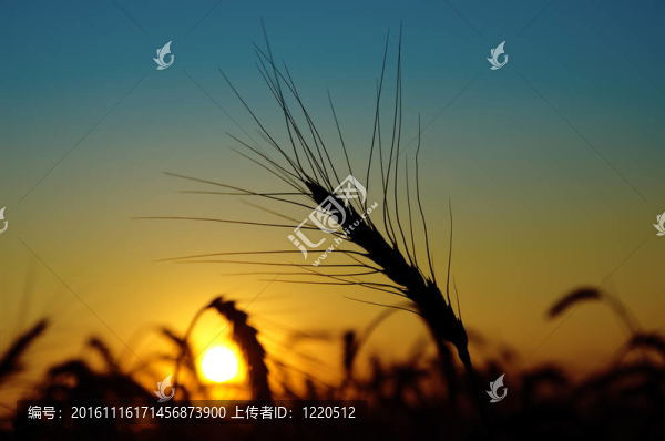 豐收?qǐng)錾系慕鹕﹃?yáng)