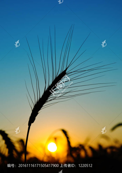 豐收場上的金色夕陽
