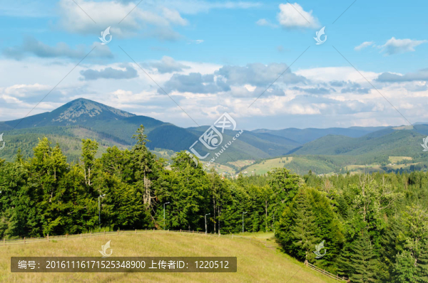 美麗的綠色景觀樹(shù)在喀爾巴阡山脈