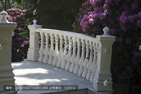 盛開的杜鵑花和balustra