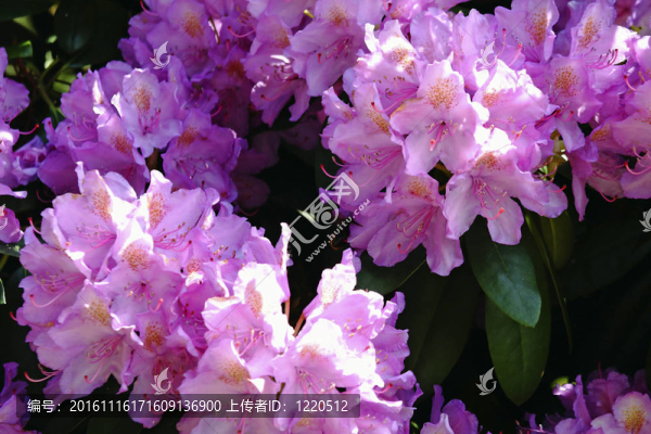 盛開的杜鵑花