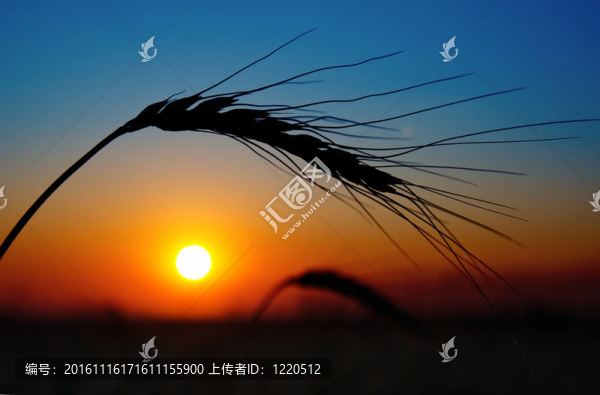 豐收場上的金色夕陽