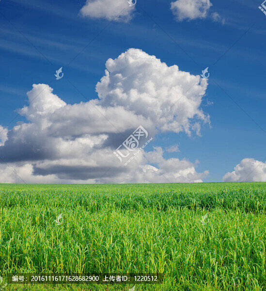 藍(lán)天下有綠色蘇丹草的田野-匯圖網(wǎng) www.fosd68.com 藍(lán)天下有綠色蘇丹草的田野