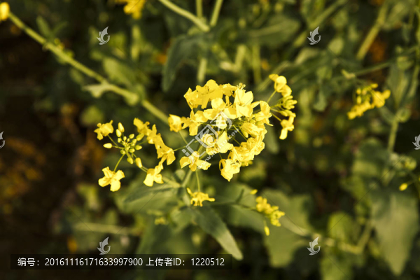 春油菜田