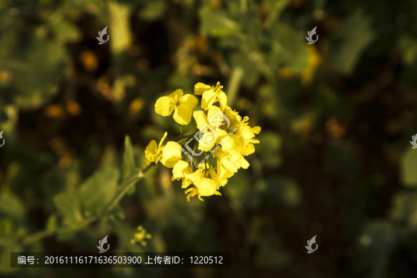 春油菜田
