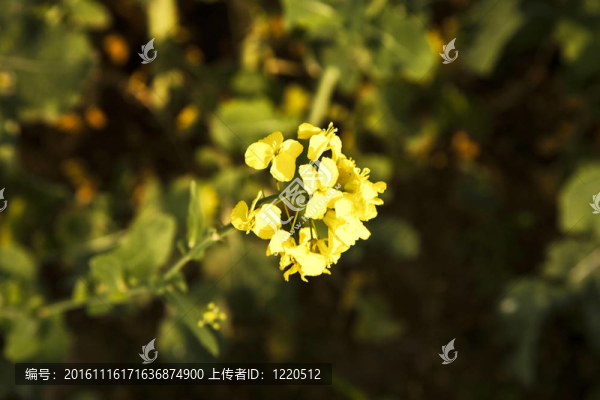 春油菜田