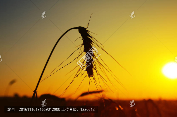 成熟的小麥在日落時(shí)的潮濕的耳朵