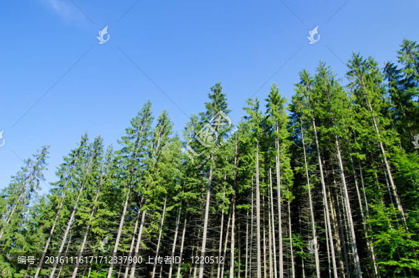 松林山喀爾巴阡山脈在蔚藍(lán)的天空下
