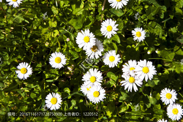 美麗的雛菊