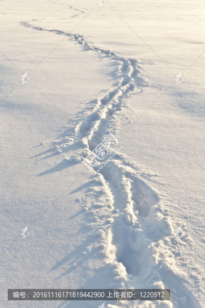 雪地上的腳步聲