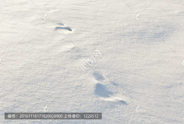 雪地上的腳步聲