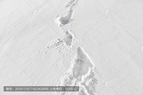雪地上的腳步聲