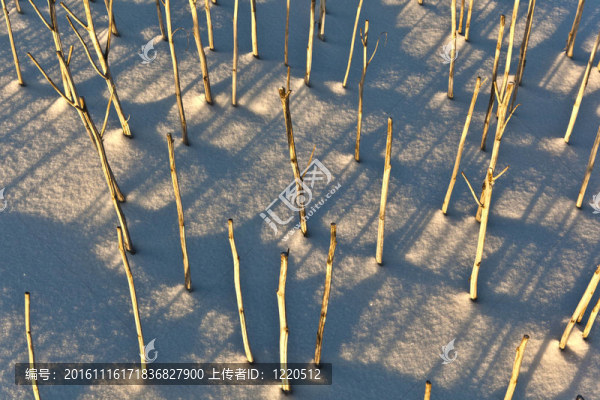 哈姆在雪地的影子